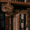 bookish-melatonin